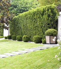 Giant Boxwood Globes