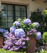 Hydrangeas